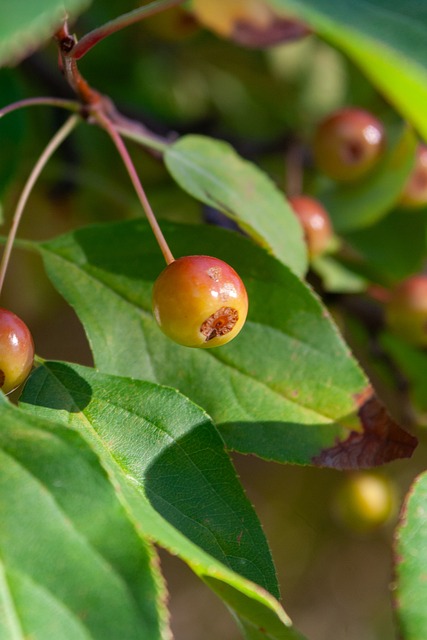 借德托马斯 借德托马斯